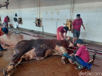 Jelang Idul Adha, Pendaftaran Pemotongan Kurban di RPH Surabaya Membludak
