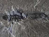 Tabir Misteri Awal Kehidupan yang Terungkap Lewat Fosil Monster 3 Mata