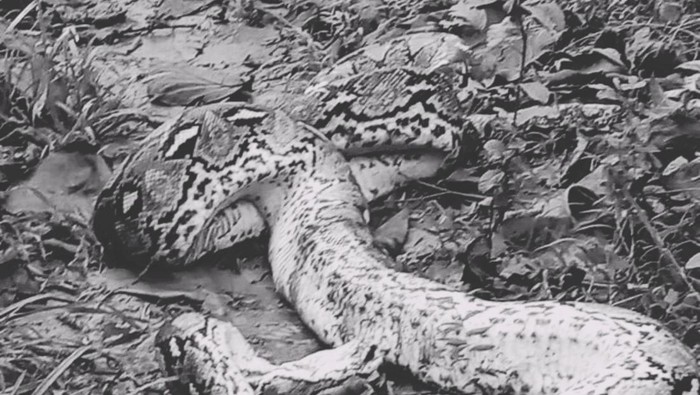 Ular piton sepanjang 7 meter mati ditebas warga di Kabupaten Muna, Sulawesi Tenggara (Sultra).