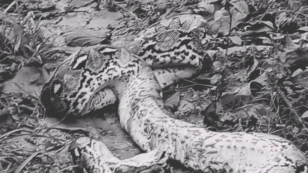Ular piton sepanjang 7 meter mati ditebas warga di Kabupaten Muna, Sulawesi Tenggara (Sultra).