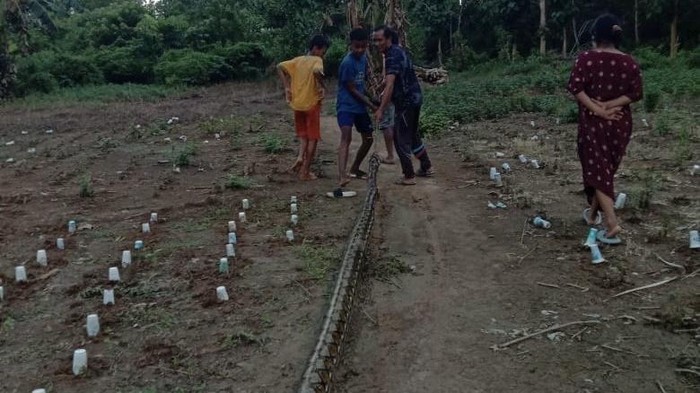 Ular piton 7 meter dibunuh warga di Muna gegara menerkam-melilit gadis ABG.