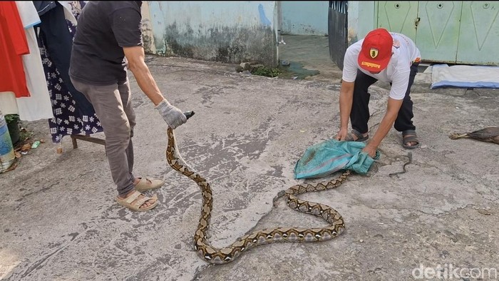 Warga Sukarami saat menangkap ular piton 3 meter.