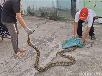 Kenapa Ular Suka Masuk Rumah Saat Musim Hujan?