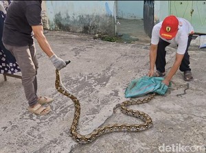 Kenapa Ular Suka Masuk Rumah Saat Musim Hujan?