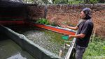 Budi Daya Lele Jadi Ladang Cuan Menjanjikan di Bekasi
