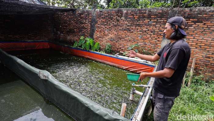 A farmer busy feeding catfish at DE Farm located in the Pedurenan area, Bekasi City, Tuesday (13/5/2025). This activity is an important routine in maintaining the productivity of the catfish pond.