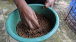 Budi Daya Lele Jadi Ladang Cuan Menjanjikan di Bekasi