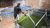 Salah satu pelaku usaha budidaya lele adalah DE Farm yang mulai merintis usahanya sejak awal tahun 2024. Mereka memanfaatkan lahan terbatas untuk membangun beberapa kolam budi daya.