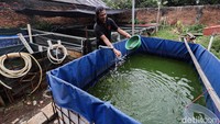 Untuk memulai satu kolam lele, dibutuhkan modal awal hingga Rp 2 juta. Biaya ini mencakup pembangunan kolam, benih, dan peralatan dasar budi daya.
