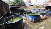 Kini, DE Farm telah memiliki total 20 kolam lele aktif. Dengan jumlah tersebut, mereka mampu memanen sekitar 70 kilogram lele setiap minggu.