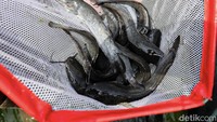 Hasil panen itu dijual dengan harga bervariasi antara Rp 20 ribu hingga Rp 25 ribu per kilogram. Harga ditentukan berdasarkan ukuran ikan dan permintaan pasar.