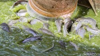 Ikan lele dikenal sebagai sumber protein hewani yang cukup terjangkau. Selain itu, lele juga menjadi komoditas pangan populer di masyarakat dan memiliki nilai bisnis menjanjikan.