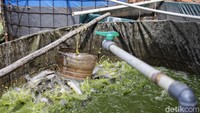 Untuk memperluas pasar, DE Farm memasarkan produknya secara daring dan tatap muka. Mereka juga aktif menawarkan lele langsung ke pelanggan untuk menjangkau konsumen lebih luas.