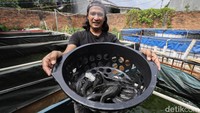 Pasar utama mereka meliputi pedagang pecel lele, kios ikan segar, dan pedagang sayur. Strategi ini membantu menjaga arus penjualan tetap stabil dan menjangkau pasar lokal yang luas.