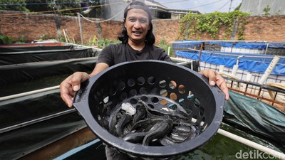 Budi Daya Lele Jadi Ladang Cuan Menjanjikan di Bekasi