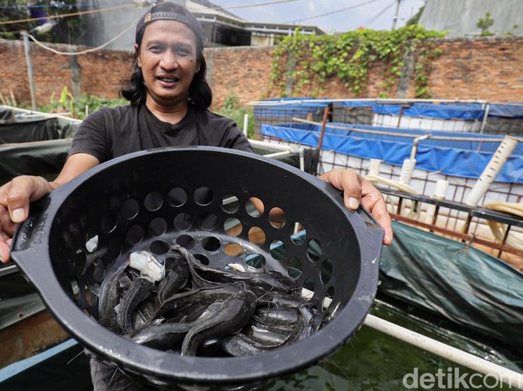 Budi Daya Lele Jadi Ladang Cuan Menjanjikan di Bekasi