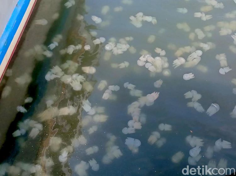 Fenomena Ubur-ubur di Pelabuhan Mayangan Kota Probolinggo