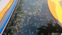Meski tidak sepenuhnya mengganggu. Namun keberadaan Ubur-ubur tetap berdampak pada aktivitas warga, terutama nelayan dan pemancing.