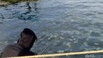 Fenomena Ubur-ubur di Pelabuhan Mayangan Kota Probolinggo