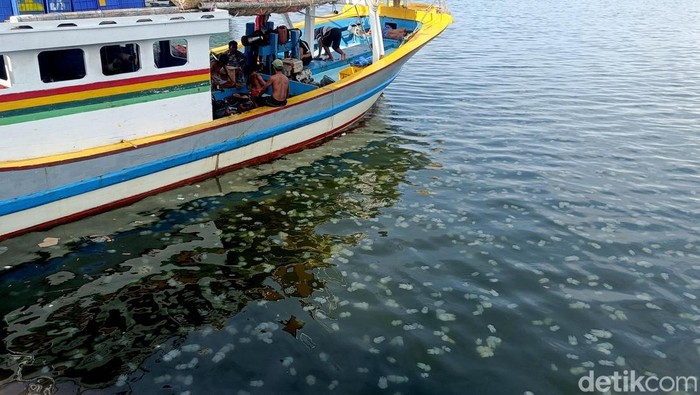 Fenomena Ubur-ubur di Pelabuhan Mayangan Probolinggo