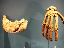 Spesies Manusia Purba Bertangan Kuat, Kemampuan Memanjat Luar Biasa