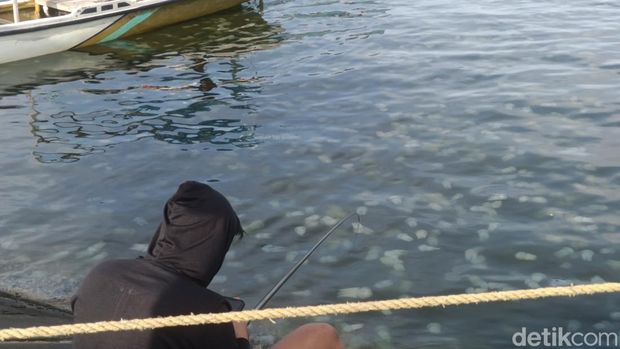 Jutaan ubur-ubur penuhi pantai Pelabuhan Mayangan.