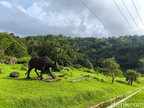 Kebun Raya Kuningan, Permata Hijau di Jantung Rebana Metropolitan