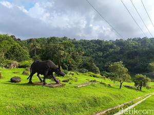 Kebun Raya Kuningan Bersiap Jadi Ikon Wisata Segitiga Rebana
