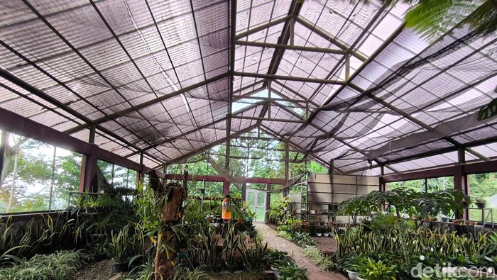 Koleksi anggrek langka di Kuningan