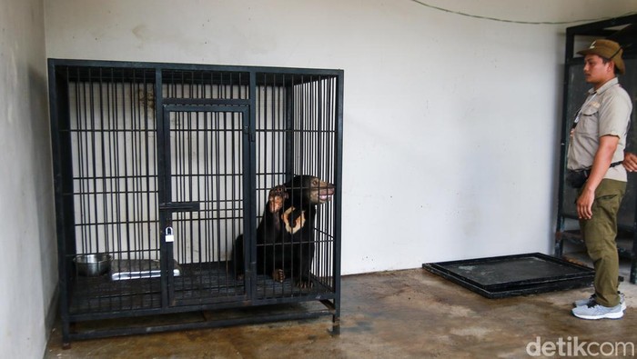 Kondisi beruang madu dan binturong yang disita dari pelaku JS (46) warga Nanggulan, Kulon Progo, Kamis (15/5/2025). Saat ini satwa tersebut dititipkan di Suraloka Interactive Zoo, Pakem, Sleman.