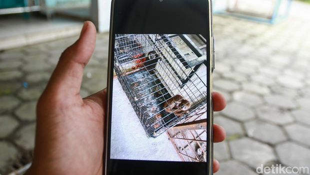 Kondisi beruang madu dan binturong yang disita dari pelaku JS (46) warga Nanggulan, Kulon Progo, Kamis (15/5/2025). Saat ini satwa tersebut dititipkan di Suraloka Interactive Zoo, Pakem, Sleman.