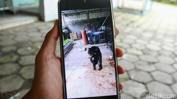 Kondisi beruang madu dan binturong yang disita dari pelaku JS (46) warga Nanggulan, Kulon Progo, Kamis (15/5/2025). Saat ini satwa tersebut dititipkan di Suraloka Interactive Zoo, Pakem, Sleman.