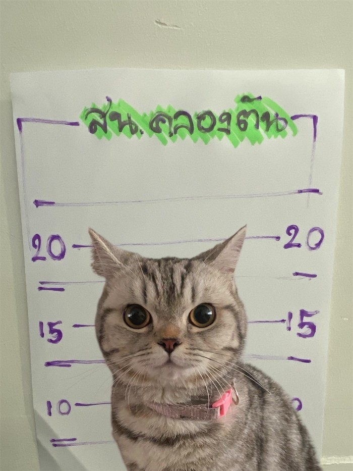 Kucing gemas ditangkap polisi Thailand