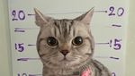 Foto: Detik-detik Kucing Gemas Dipenjarakan Polisi Thailand