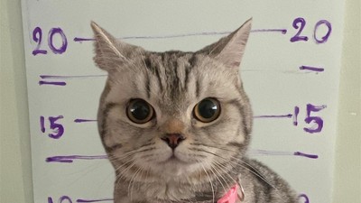 Foto: Detik-detik Kucing Gemas Dipenjarakan Polisi Thailand