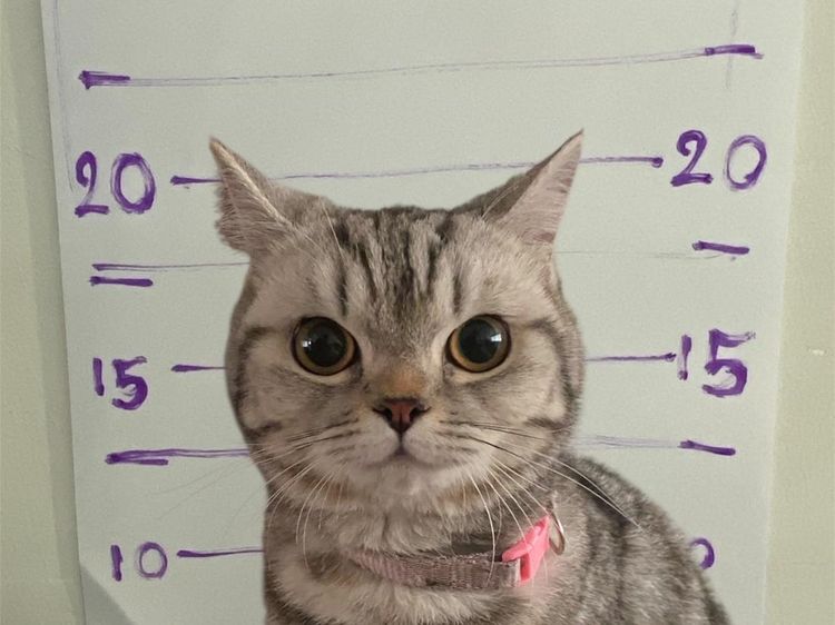 Foto: Detik-detik Kucing Gemas Dipenjarakan Polisi Thailand