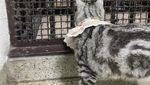 Foto: Detik-detik Kucing Gemas Dipenjarakan Polisi Thailand