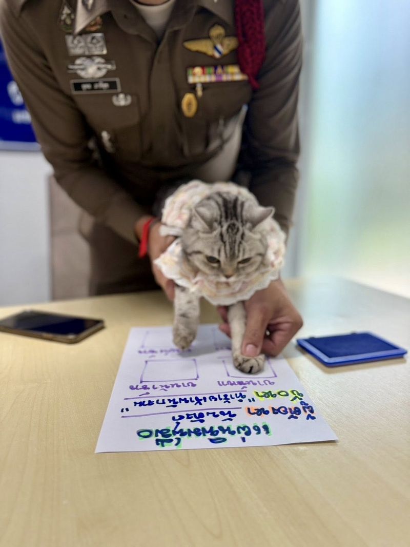 Kucing gemas ditangkap polisi Thailand