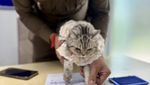Foto: Detik-detik Kucing Gemas Dipenjarakan Polisi Thailand