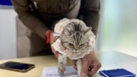 Setelah kucing itu ditangkap, kemudian melakukan identifikasi sidik jari dengan kakinya yang imut itu.