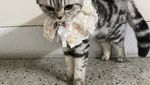 Foto: Detik-detik Kucing Gemas Dipenjarakan Polisi Thailand