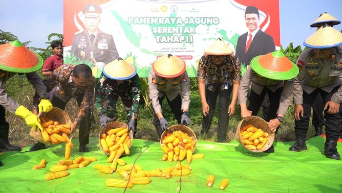 Panen raya jagung tahap 2 bersama Poktan Mulyo 1 Mojokerto.