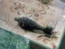 Geger Temuan Mortir Bekas di Kebun Stroberi Warga Bandung