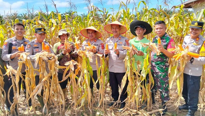 Polda Jambi memanen 46,2 ton jagung sebagai bentuk dukungan Polri terhadap ketahanan pangan pemerintah. (dok.Istimewa)