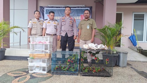 Puluhan burung yang diamankan dari pengiriman ilegal di Pelabuhan Lembar, Lombo Barat, NTB. (Dok. Humas Polres Lombok Barat)