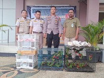 Pengiriman 81 Burung Ilegal Pakai Bus Digagalkan Petugas di Pelabuhan Lembar
