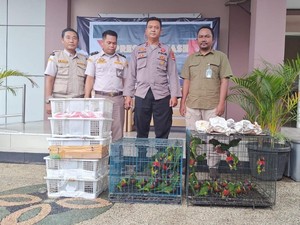 Pengiriman 81 Burung Ilegal Pakai Bus Digagalkan Petugas di Pelabuhan Lembar