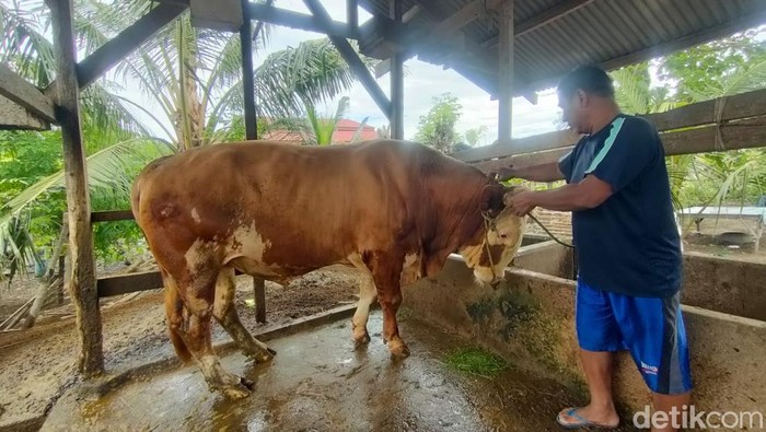 Sapi kurban Presiden Prabowo Subianto di Desa Campurjo, Kecamatan Wonomulyo, Kabupaten Polewali Mandar, Sulawesi Barat.