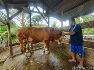 Presiden Prabowo Beli 4 Sapi Kurban Jenis Simental-Limosin di Polman