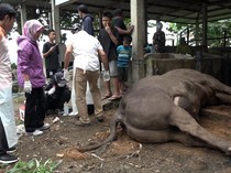 Video: Sapi Kurban Prabowo di Polman Sulbar Mati Mendadak Diduga Sakit